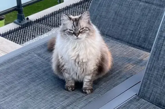 Chat gris perdu, poils longs, Mittelhausbergen - photo