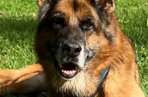 Chien perdu , photo : Berger Allemand 11 ans perdu à La Muraz