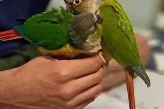 Lost and found pets Australia, photo: Lost Birds: Grey & Black Head, Blue Wings