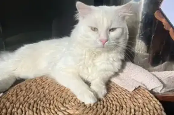 Lost and found pets Australia, photo: Lost: White Cat, Green Eyes - Canada Bay