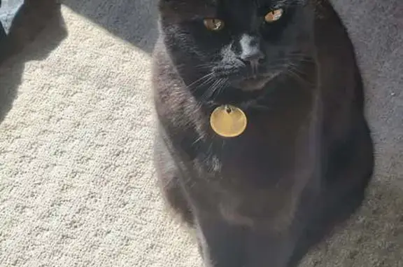 Lost Black Cat in Hallett Cove, SA