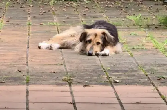 ¡Ayuda! Perro Perdido en Escalante, Cantabria