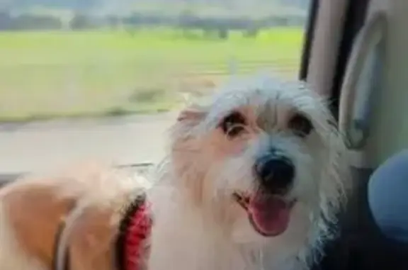 Lost: White & Tan Male Dog in Logan