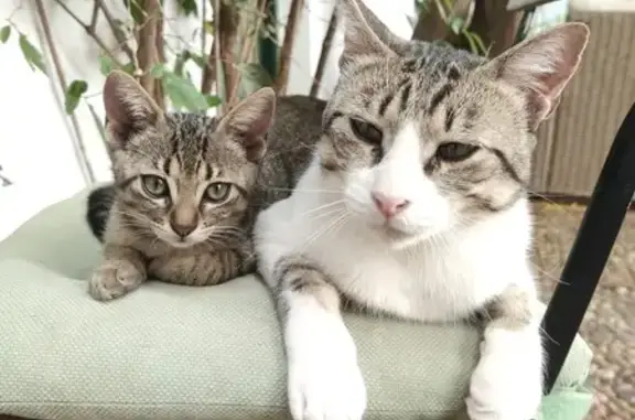 Simón, gato perdido: pecho blanco y lunar
