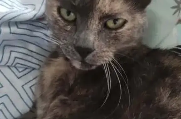 Chat perdu, , photo: Chatte perdue à Lassay-les-Châteaux