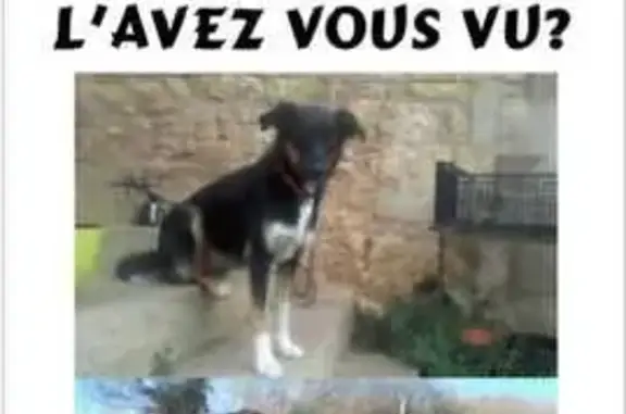 Animaux perdus , photo: Chien perdue noir et blanc, collier rouge