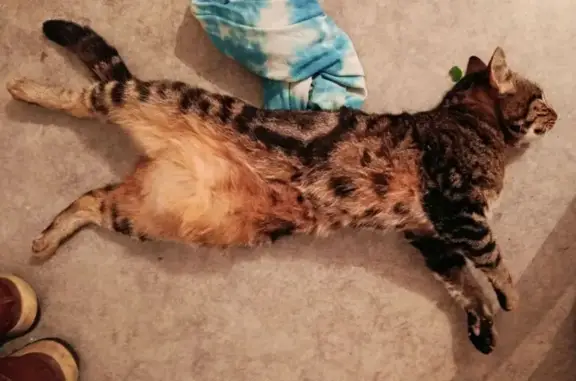 Animaux trouvés Gambsheim, photo: Chat tigré trouvé à Gambsheim