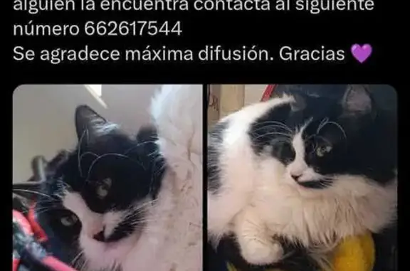 Gata Perdida: Negra y Blanca en Alicante