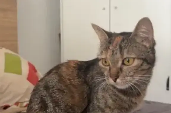 Chat perdu, Hœnheim, photo: Chatte perdue à Hœnheim, Allée des Prés