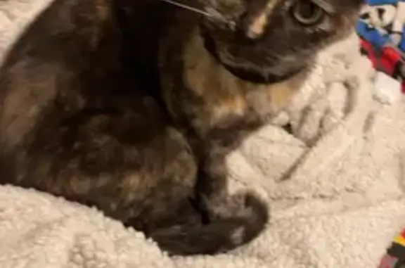 Chatte perdue à Couëron : Calypso sans collier - photo
