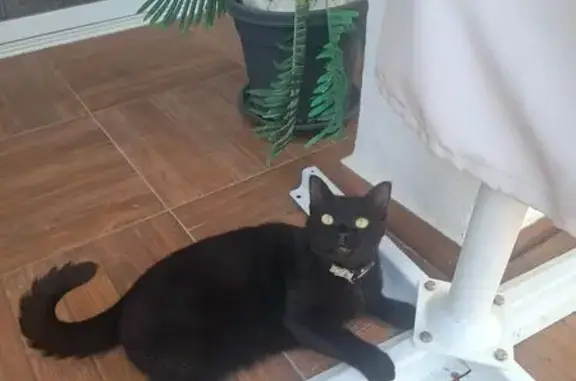 Gata negra con GPS hallada en...