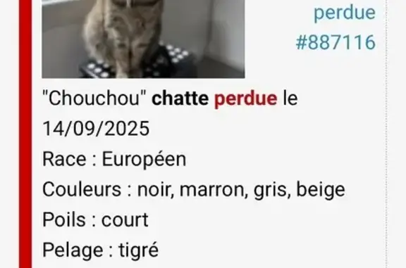 Chien perdu Sanguinet, photo : Chien perdu Tigré Européen à Sanguinet
