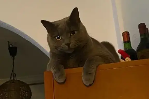 ¡Ayuda! Gata gris perdida en Santa Pola
