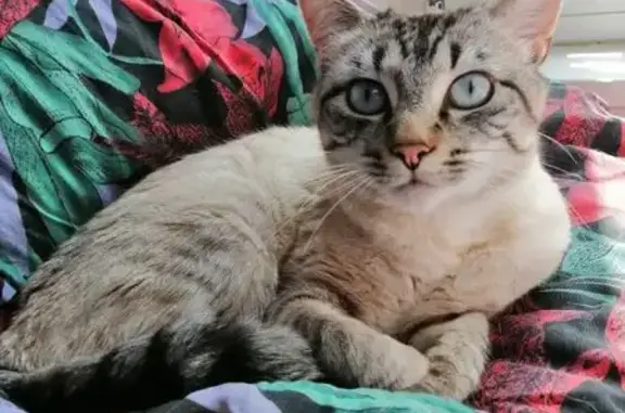 Chat perdu, Douarnenez, photo: Chatte perdue, blanche/grise, rue Berthelot