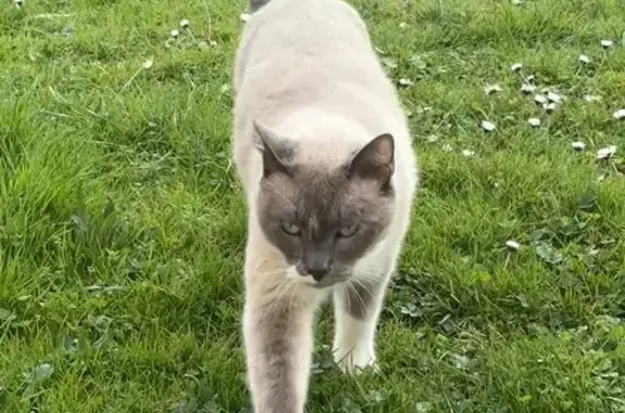 Chat perdu à Lagny-sur-Marne, rue Pasteur - photo