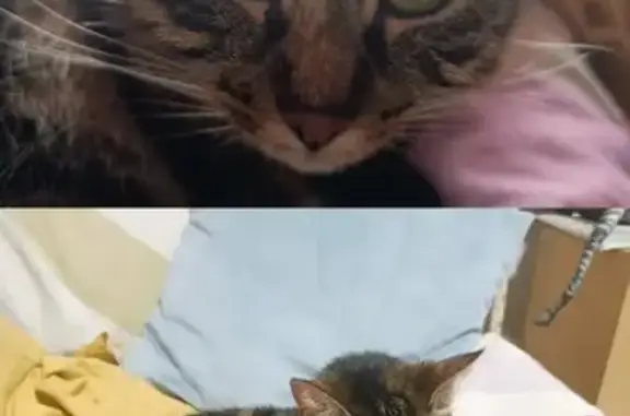 Gatos perdidos, Valladolid, foto: ¡Ayuda! Gata Atigrada Perdida en Valladolid