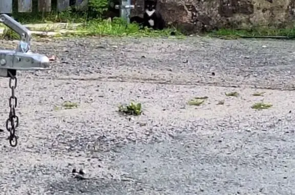Animaux trouvés Saint-Aubin-le-Cloud, photo: Chat noir et blanc trouvé à Saint-Aubin