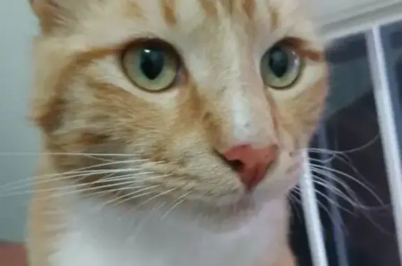 Lost Cat: Jazz, 3, in Cape Tow...