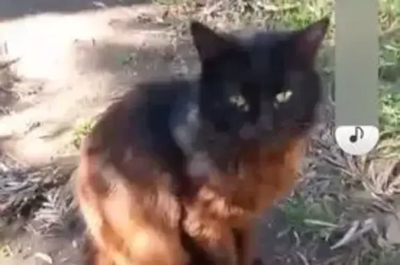 Lost and found pets Australia, photo: Lost Cat Alert: Pepsi Missing in Penrith