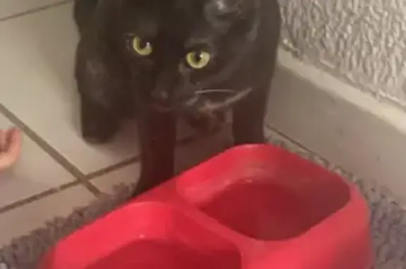 Chatte écaille disparue à Castries - photo