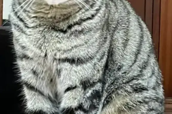 Lost Cat on Cumberland Rd, Sydney