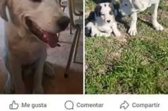 ¡Perro perdido! Yeko, blanco y juguetón en Zaragoza