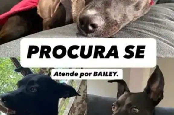 cachorro desaparecida