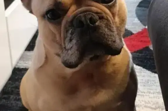 Animaux perdus , photo: Bouledogue Tyson perdu à Ferrières-en-Gâtinais