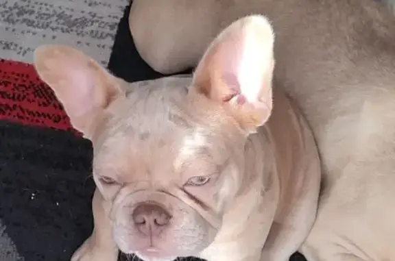 Animaux perdus , photo: Chien perdu : Kyara, bouledogue beige tacheté
