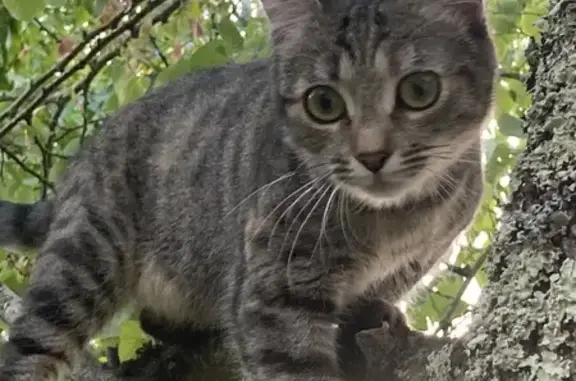 Minette, chat tigre gris perdu à Limoges - photo