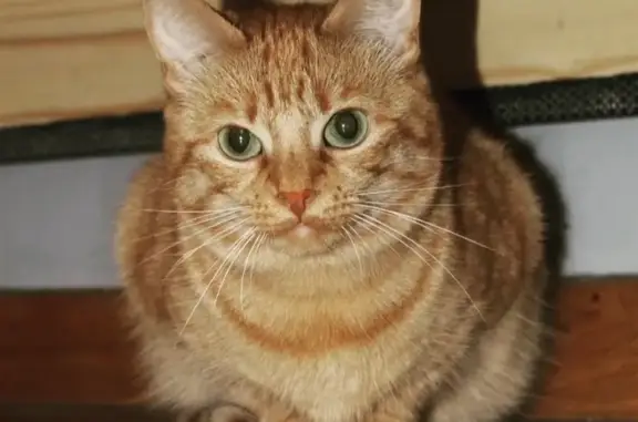 Animaux perdus Thorigny-sur-Marne, photo: Chatte perdue, peureuse, Rue de Claye