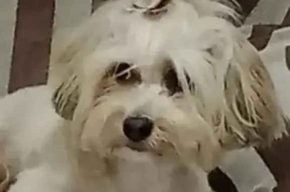 cachorro desaparecida