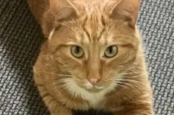 Lost Orange Tabby with Unique Bib Mark