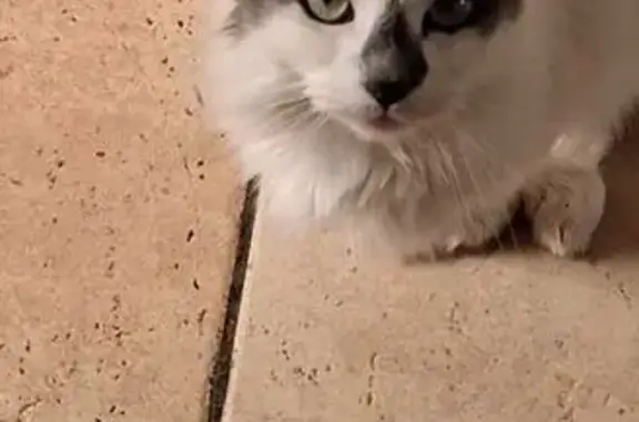 Lost Cat: White with Grey Patches in Bristol
