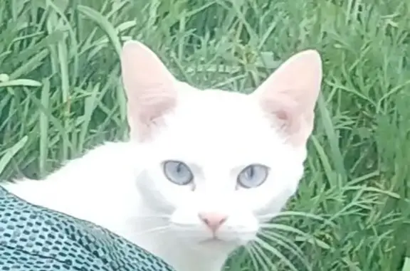 Animaux trouvés Luché-Pringé, photo: Chat blanc trouvé, Rue des Champs, Luché