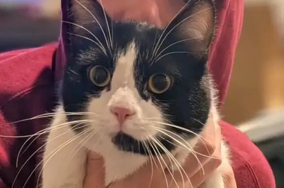 Found cat Whitefish, photo: Found: Black & White Tuxedo Cat in Whitefish