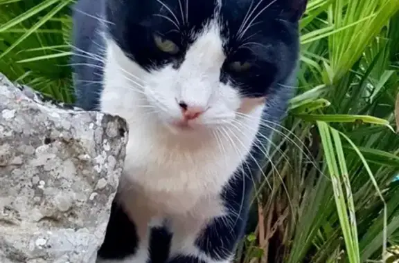 Chat perdu, Carcès, photo: Milky disparue à Carcès, impasse du Pin