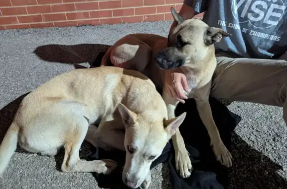 Found dog Oklahoma City, photo: Friendly Tan Dogs Found on OKC Expressway