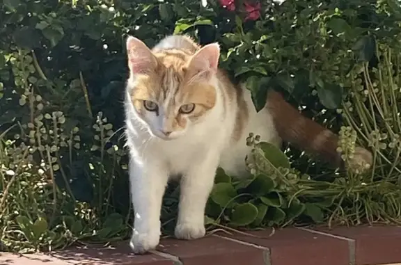 Chat perdu : Floki, blanc/roux, Saint-Désir - photo