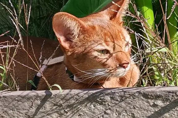 Chat perdu, , photo: Chaton abyssin perdu à Grisy-les-Plâtres