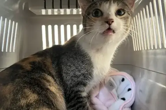 Found cat Tulsa, photo: Friendly Found Cat: South Lewis Ave, Tulsa