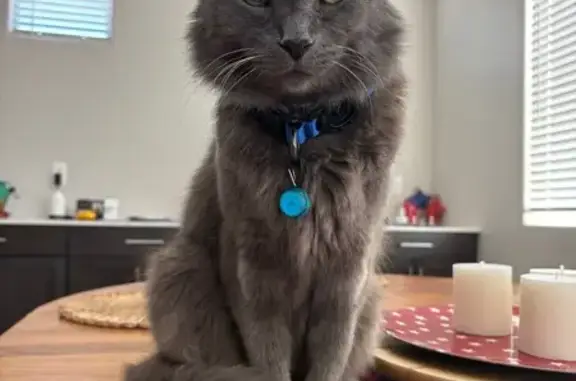Lost Smoke Gray Cat in Peoria - Help!