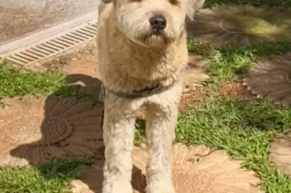 cachorro encontrada