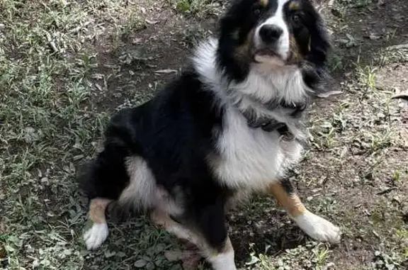 Lost Dog: Brown, White & Black on the Run