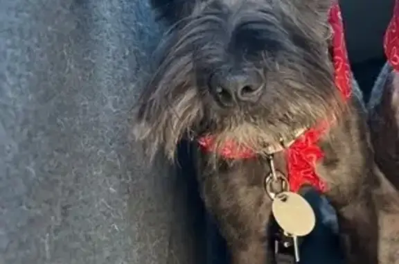Lost Dog: Light Black, Greyish in Magna