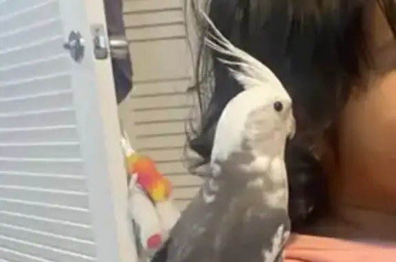 Lost Gray & White Cockatiel in N. Miami