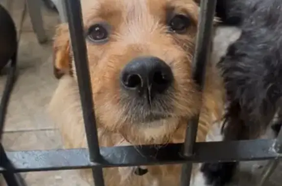 cachorro desaparecida