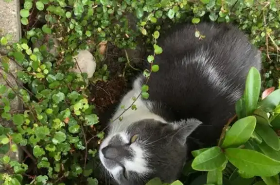 Chat perdu, Wimille, photo: Chat perdu, museau tacheté, Place de la Gare