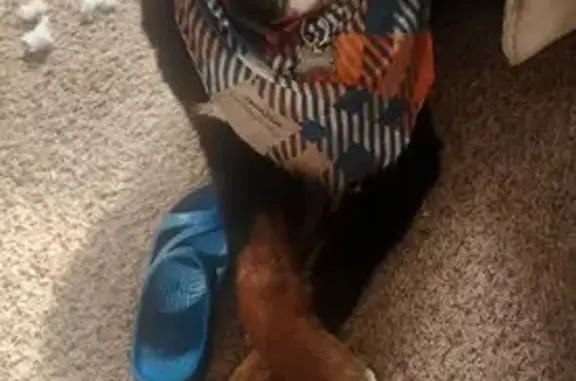 Missing dog Belleville, photo: Lost Bernese Dog: Andover Dr, Belleville