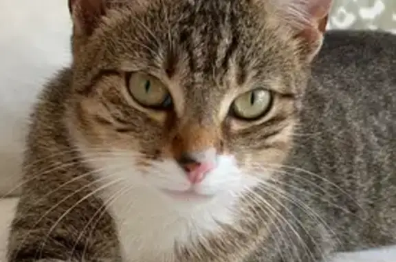 Animaux trouvés Treillières, photo: Chatte tricolore trouvée Rue des Jardins